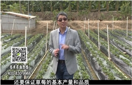 20180108珠江臺搖錢樹：草莓苗弱膨果增甜如何做？