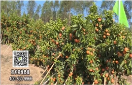 20180129珠江臺搖錢樹：柑橘種出品質果、采后如何管理？