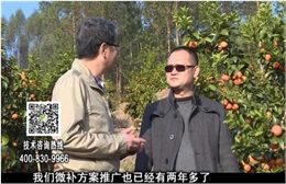 20180122珠江臺搖錢樹：廣西柑橘如何管？產量賣相好?