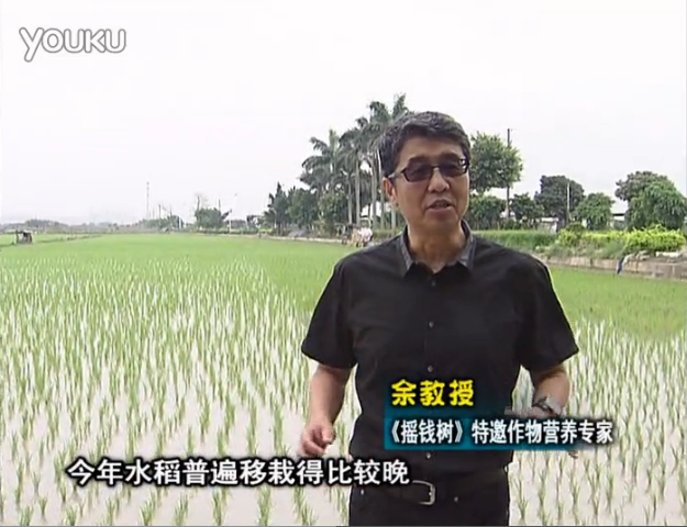 20160530珠江臺搖錢(qián)樹(shù)：水稻撒微補倍力、噴苗力，返青分蘗好，產(chǎn)量高