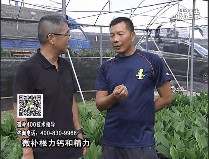 珠江臺搖錢(qián)樹(shù)：盆栽綠植澆施微補根力鈣+精力，促根多長(cháng)勢青綠