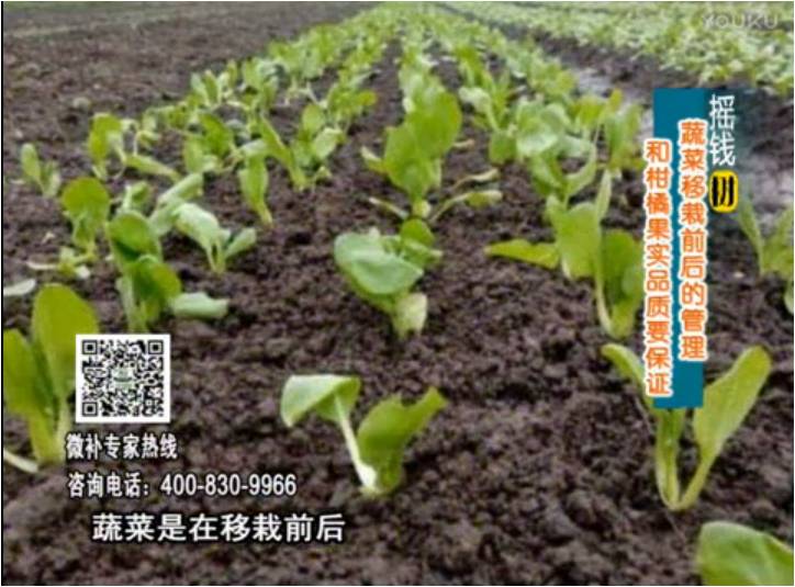 20170814珠江臺搖錢(qián)樹(shù)：蔬菜澆施微補，調酸促根，健壯長(cháng)勢