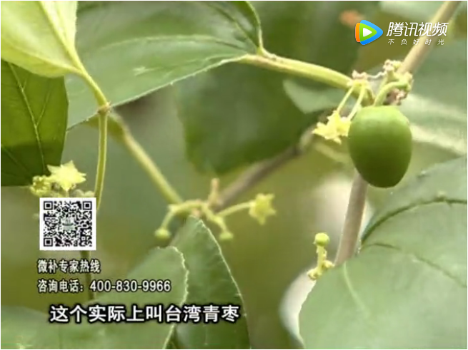 20171106珠江臺搖錢(qián)樹(shù)：青棗果大清甜如何種？