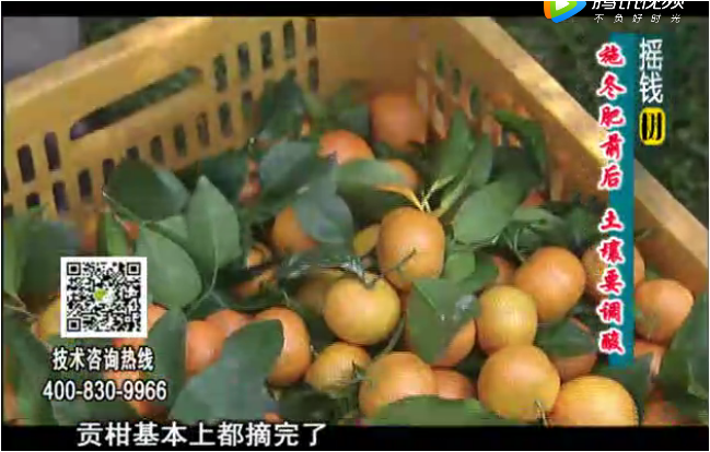 20180101珠江臺搖錢(qián)樹(shù)：柑橘土壤酸化怎么辦？
