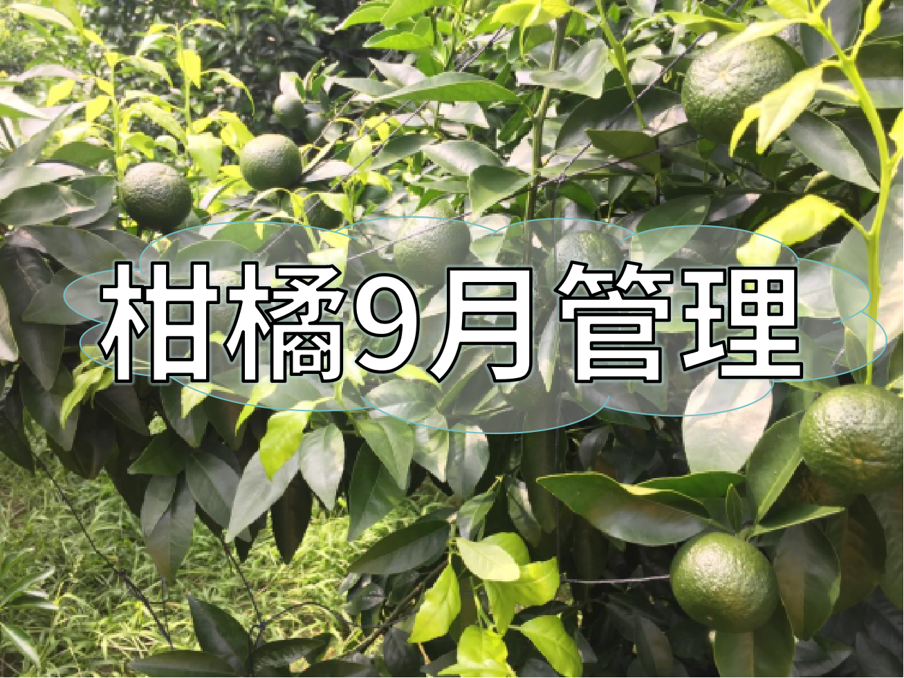 9月柑橘著色、秋梢老熟、促花、防落防裂如何平衡？