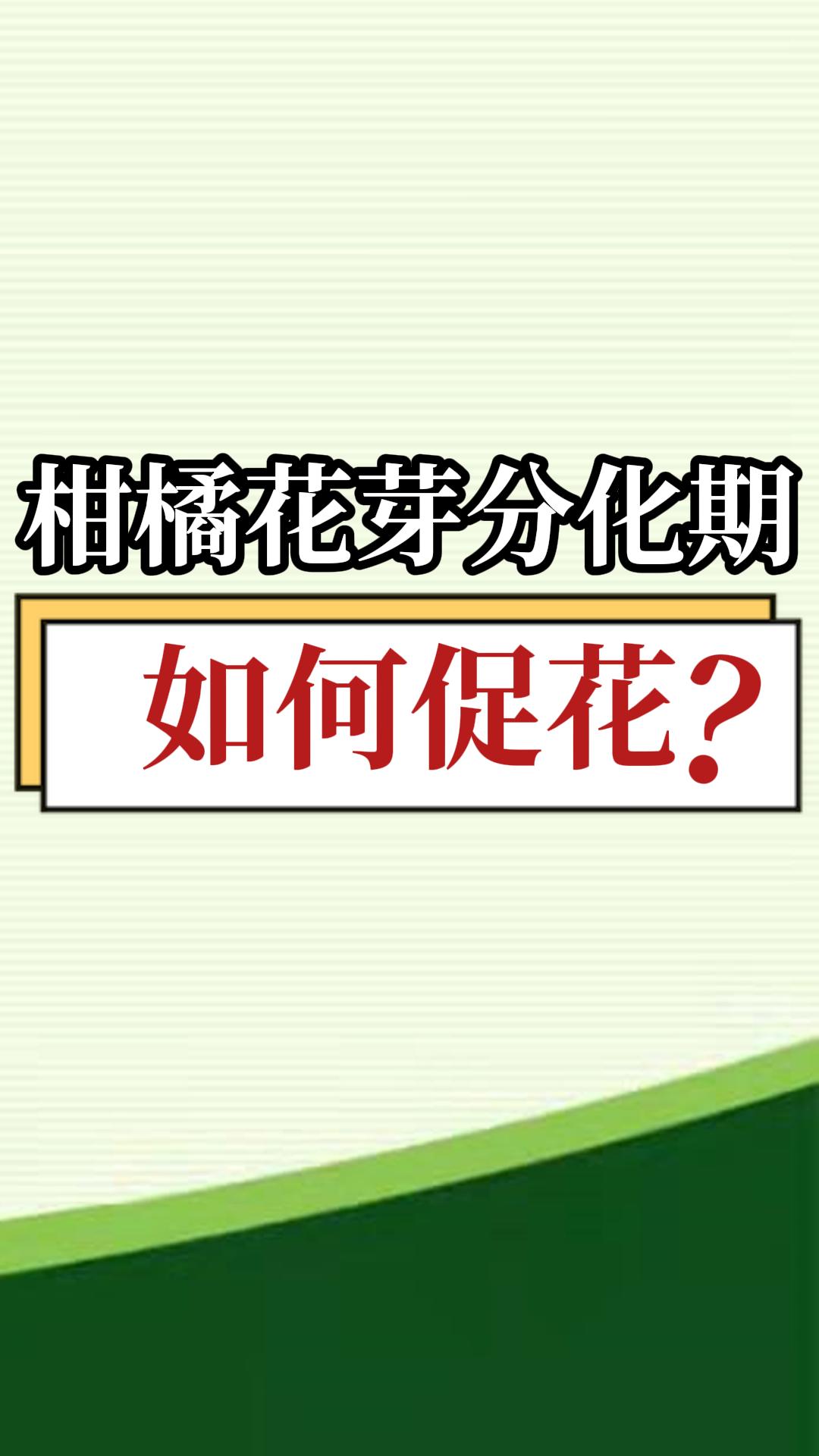 柑橘花芽分化期如何促花？