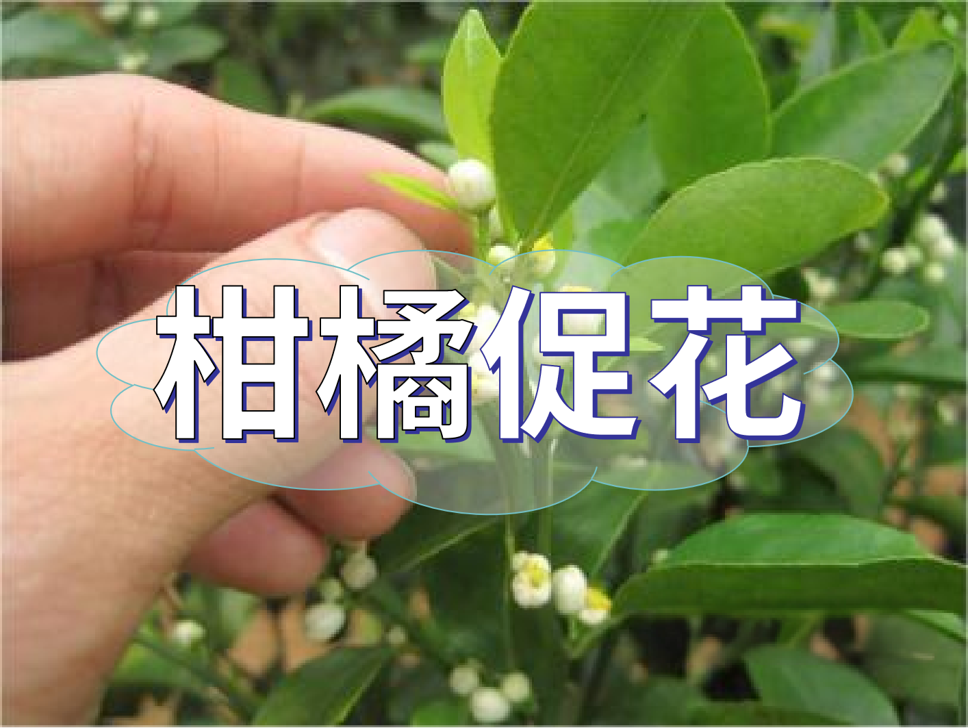 到了<i style='color:red'>柑橘秋梢</i>期，什么時候促花？