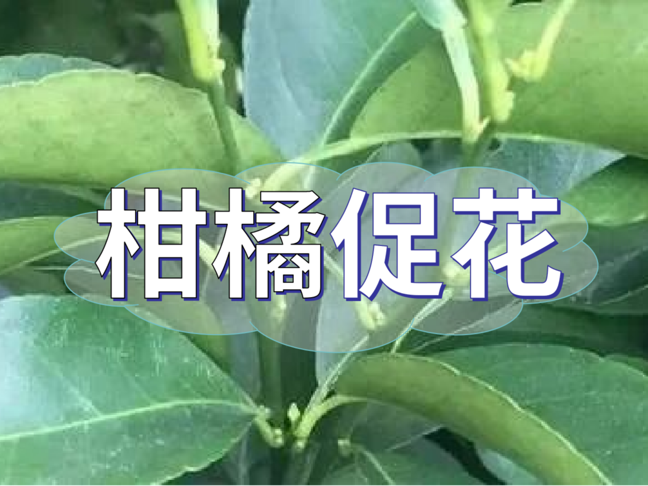 柑橘來年開花多花健壯，這個促花方案必加上