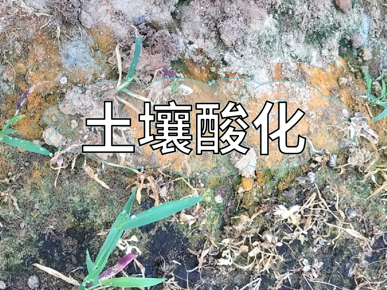 <i style='color:red'>土壤酸化</i>柑橘樹變黃，教你一招快速調(diào)酸防黃化