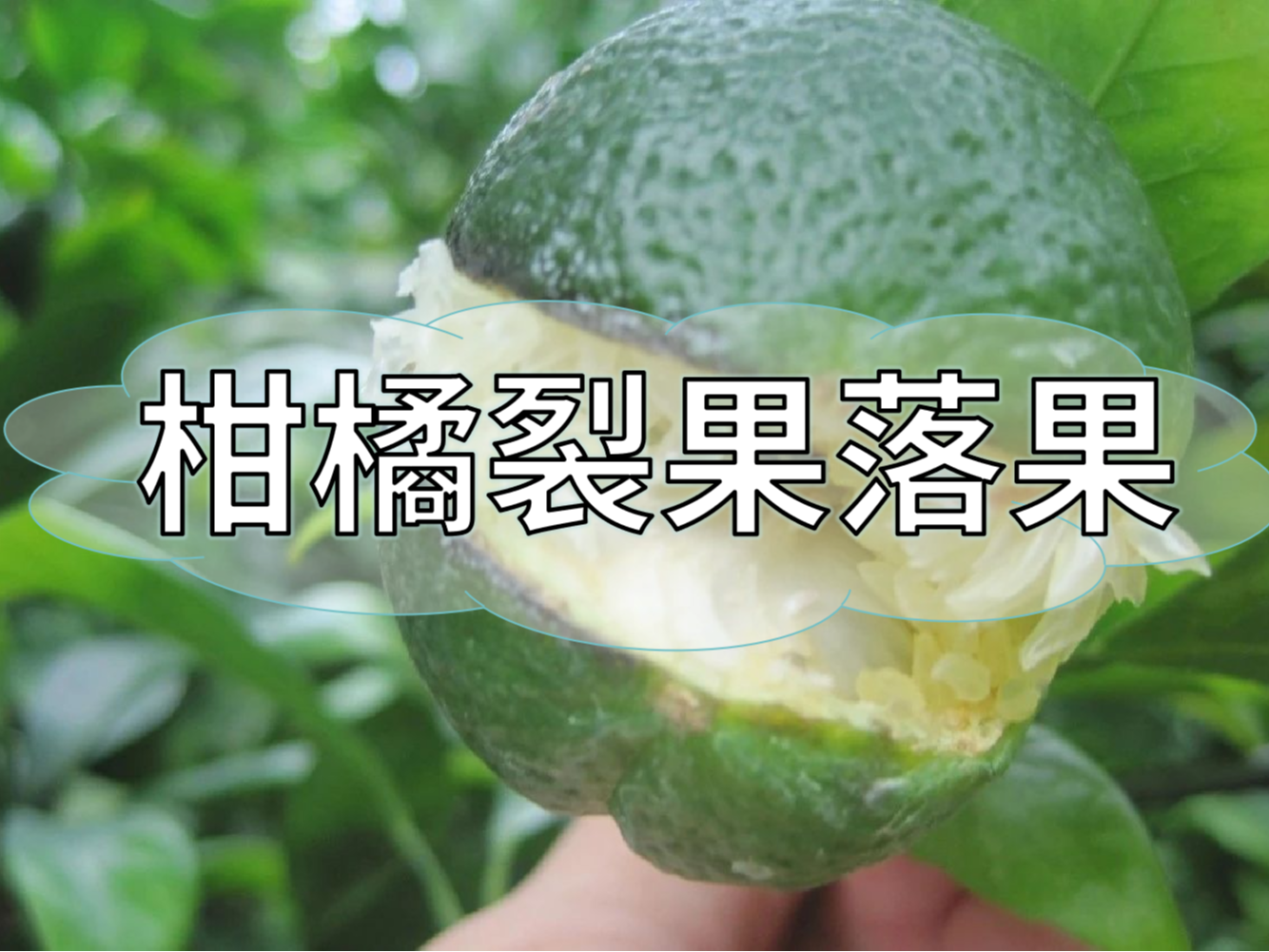 柑橘膨果提質期，防<i style='color:red'>裂果</i>防落果秘籍先收好