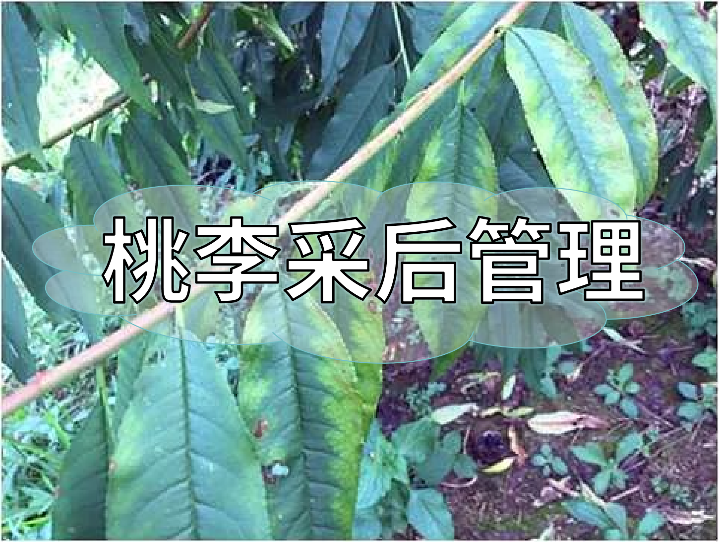 桃樹<i style='color:red'>采后管理</i>技術(shù)要點：養(yǎng)樹促花為來年豐產(chǎn)奠基