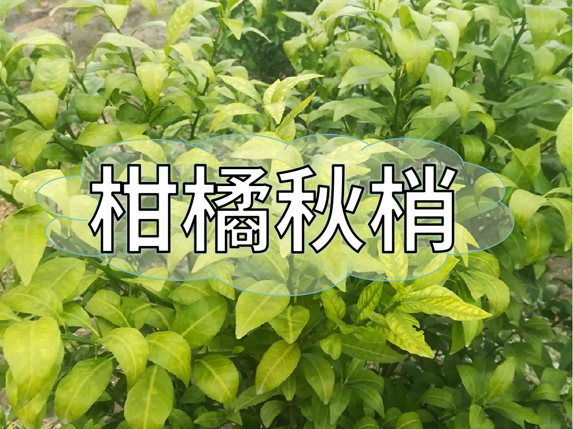 <i style='color:red'>柑橘秋梢</i>健壯老熟快，簡單有效的操作方法