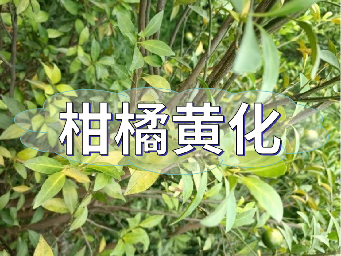 柑橘秋黃嚴重，秋梢難老熟，怎么解決？