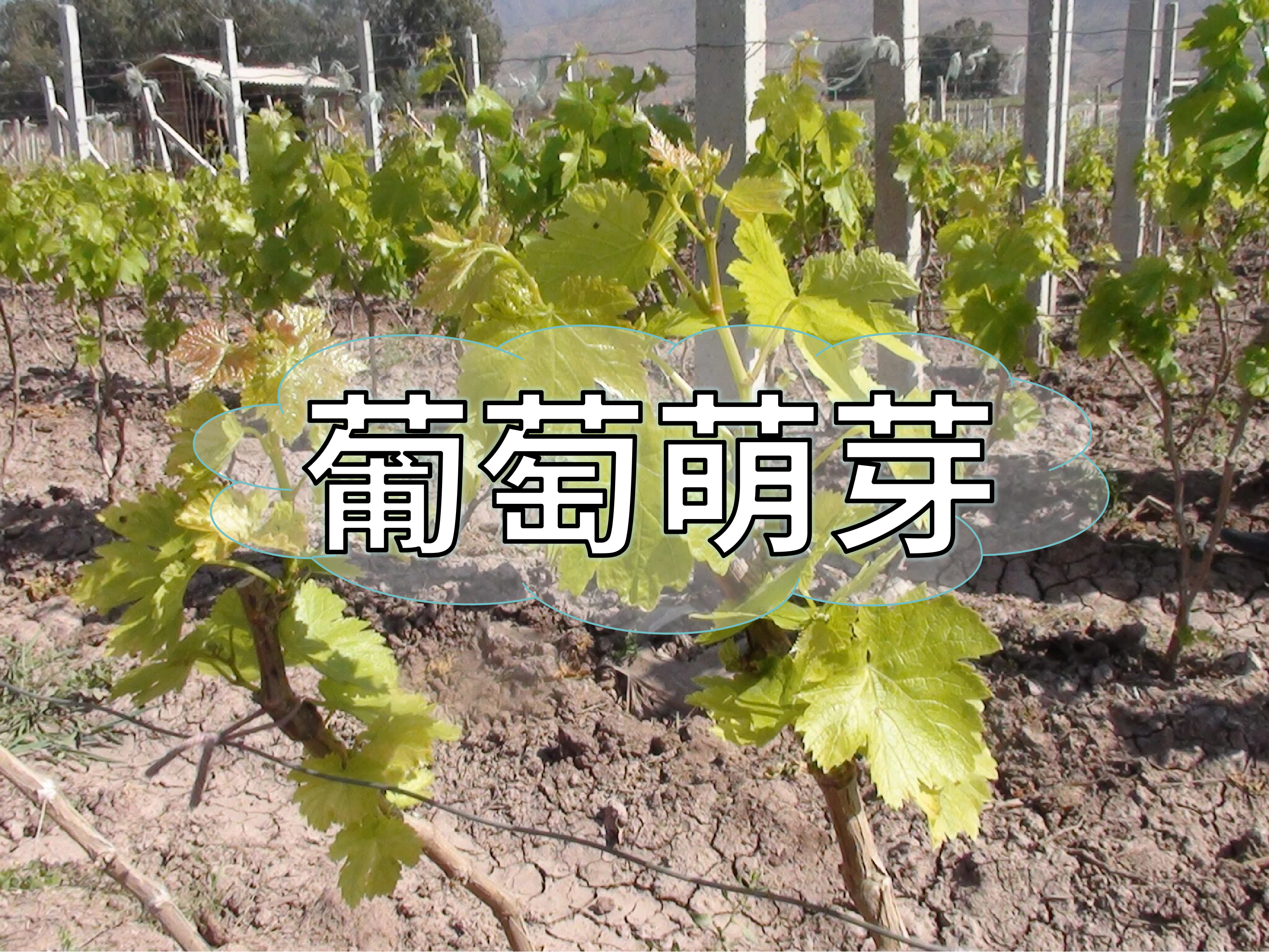 葡萄萌芽整齊最重要，一個方案讓葡萄出芽好萌芽齊