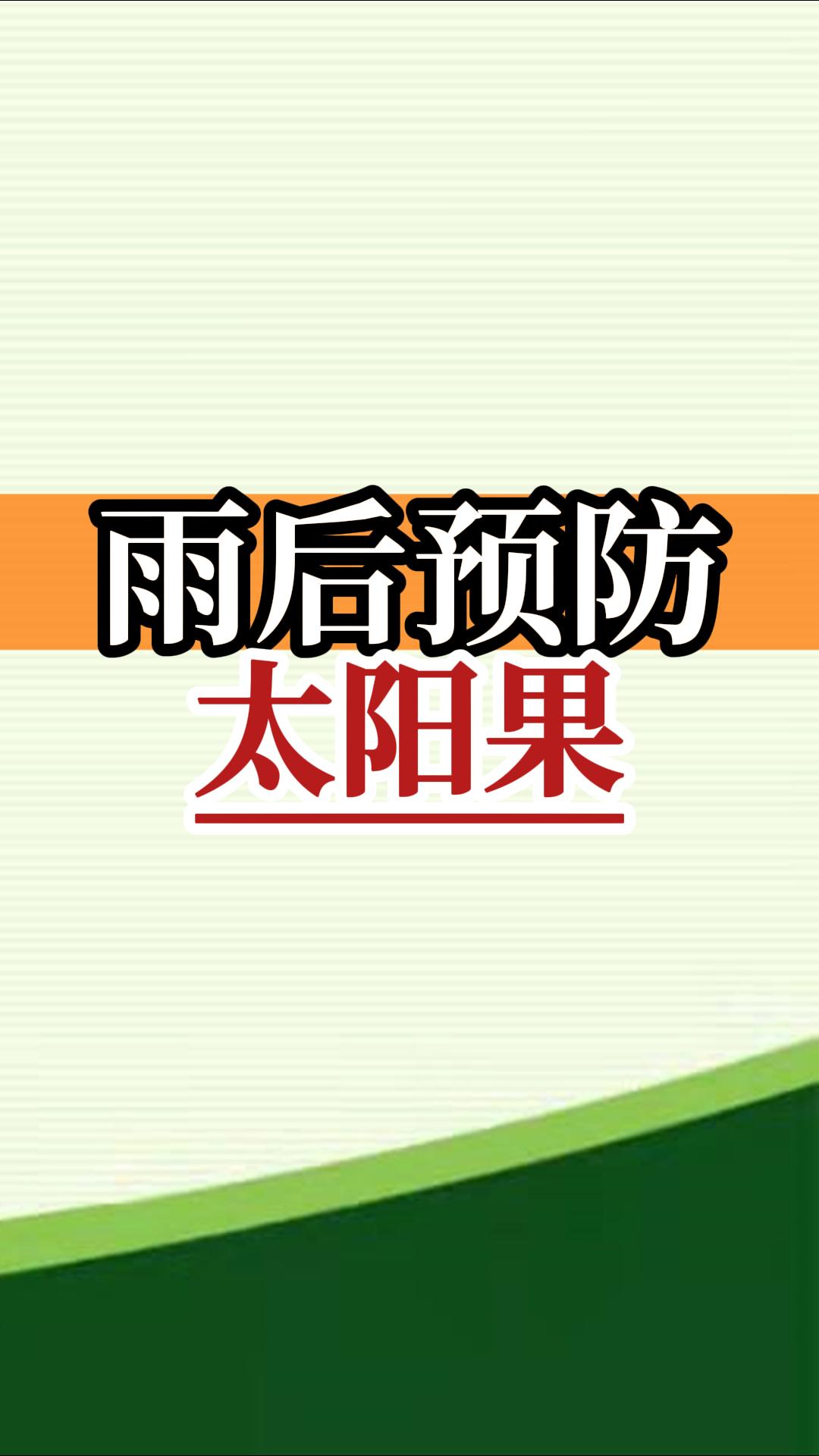 雨后高溫柑橘更易曬傷，及時(shí)管理預(yù)防太陽果