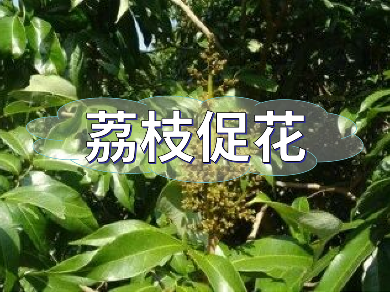 早熟荔枝，開始促花啦！