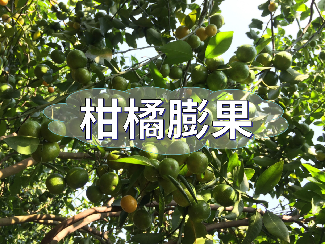 柑橘轉色前果個大一圈的2個方法