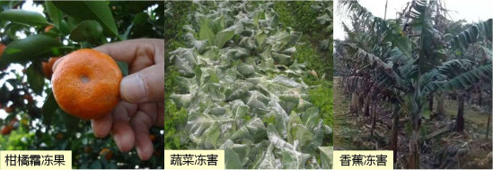 讓作物安全過冬的實(shí)用小妙招，速看