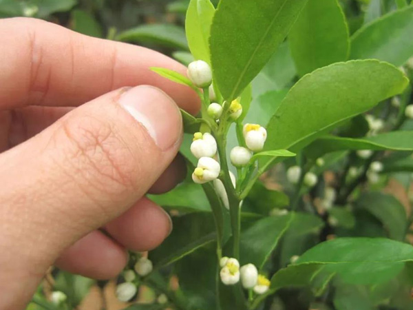 沃柑茂谷柑來花多要疏花，促花工作就不做了，小心花多不壯