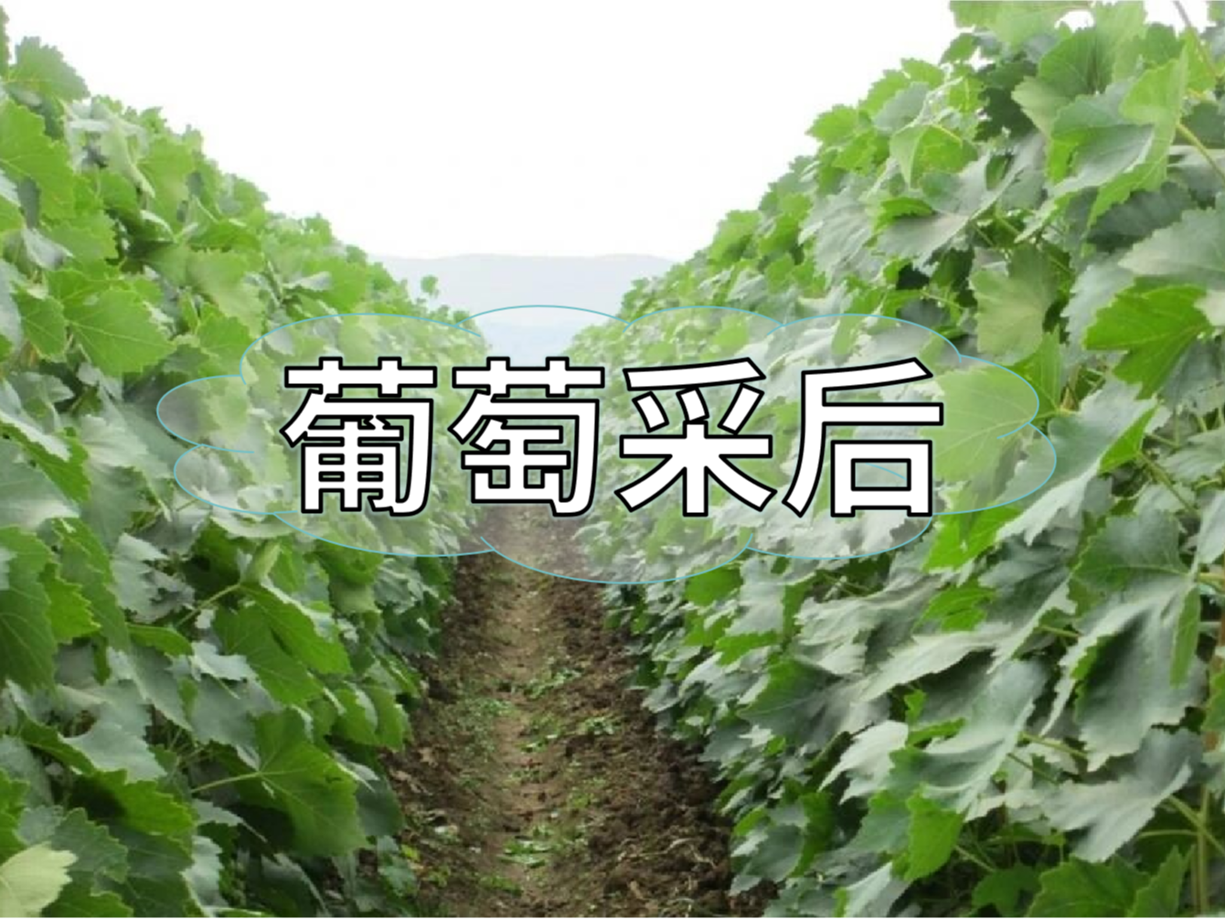 葡萄采后棄管問題大，有效管理這樣做