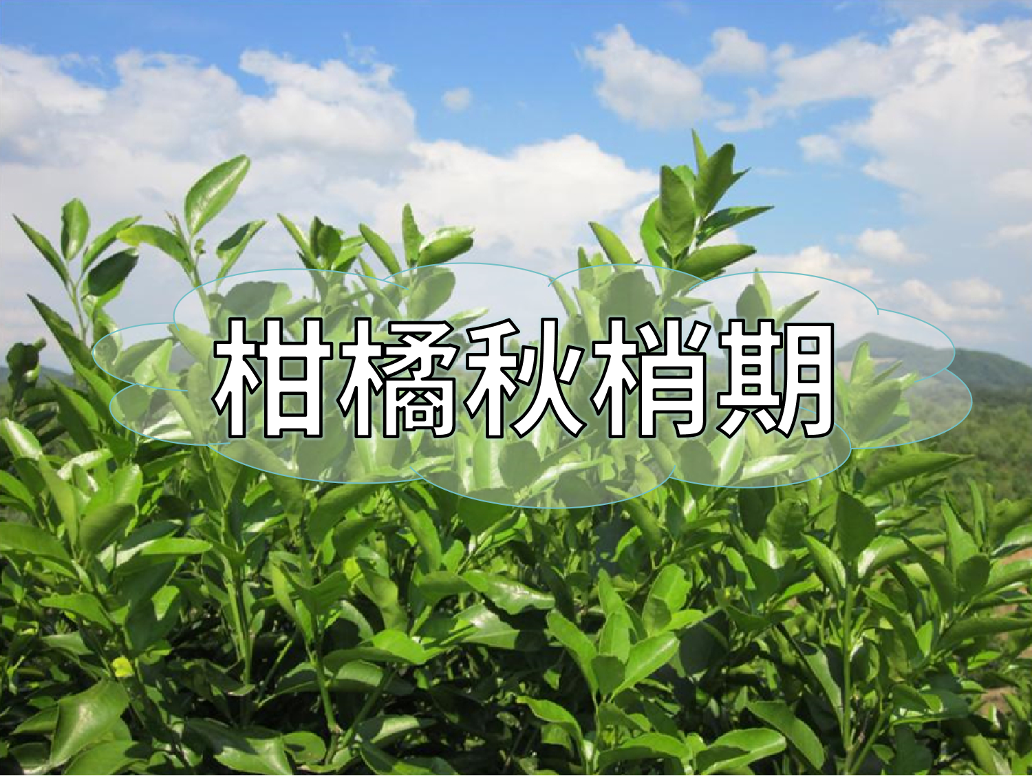 柑橘放秋梢、<i style='color:red'>膨果</i>、促花如何同時進行？