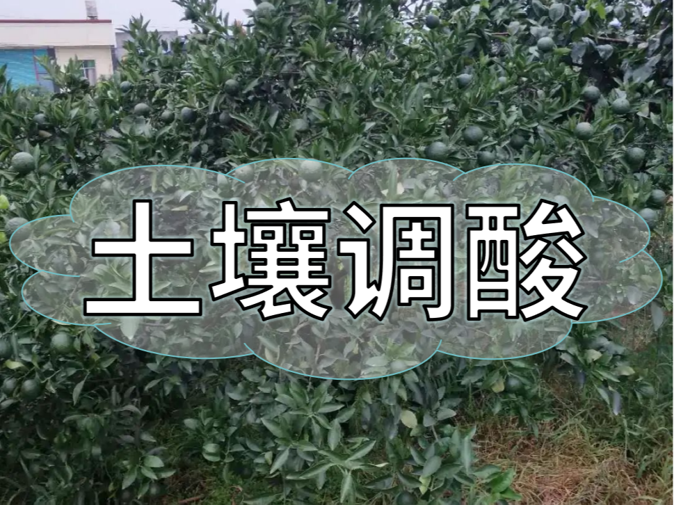 柑橘膨大期，土壤調(diào)酸與施膨果肥一樣重要