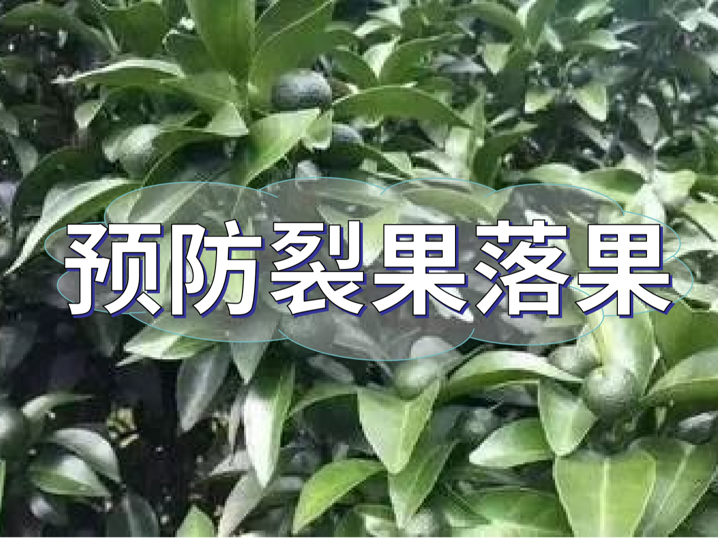 柑橘落果<i style='color:red'>裂果</i>高峰期，要先預防