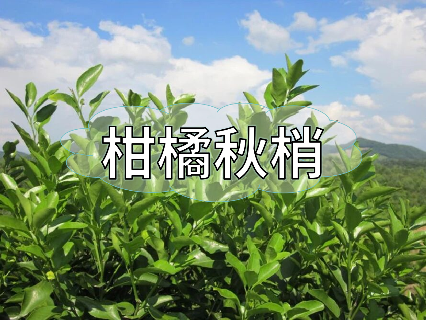 柑橘秋梢不老熟？別慌！這樣促熟保豐收