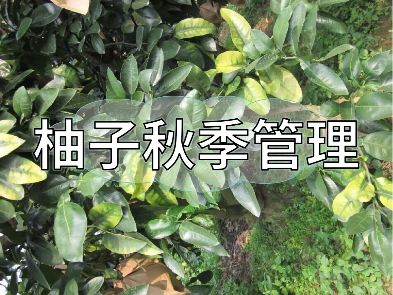 柚子采前增甜提質(zhì)、采后養(yǎng)樹促花，兩步搞定