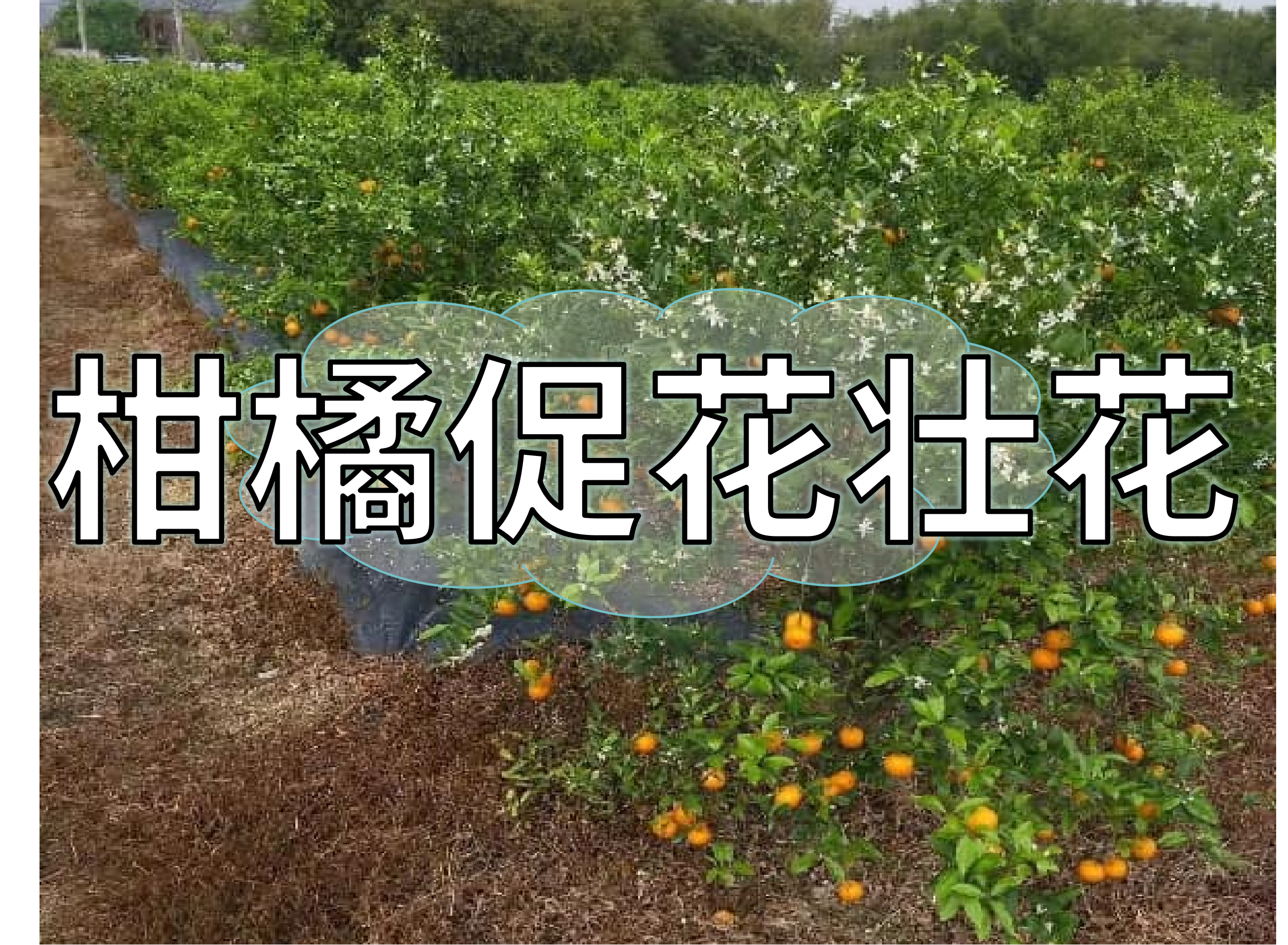 不同柑橘品種壯花保花簡(jiǎn)單實(shí)用方案