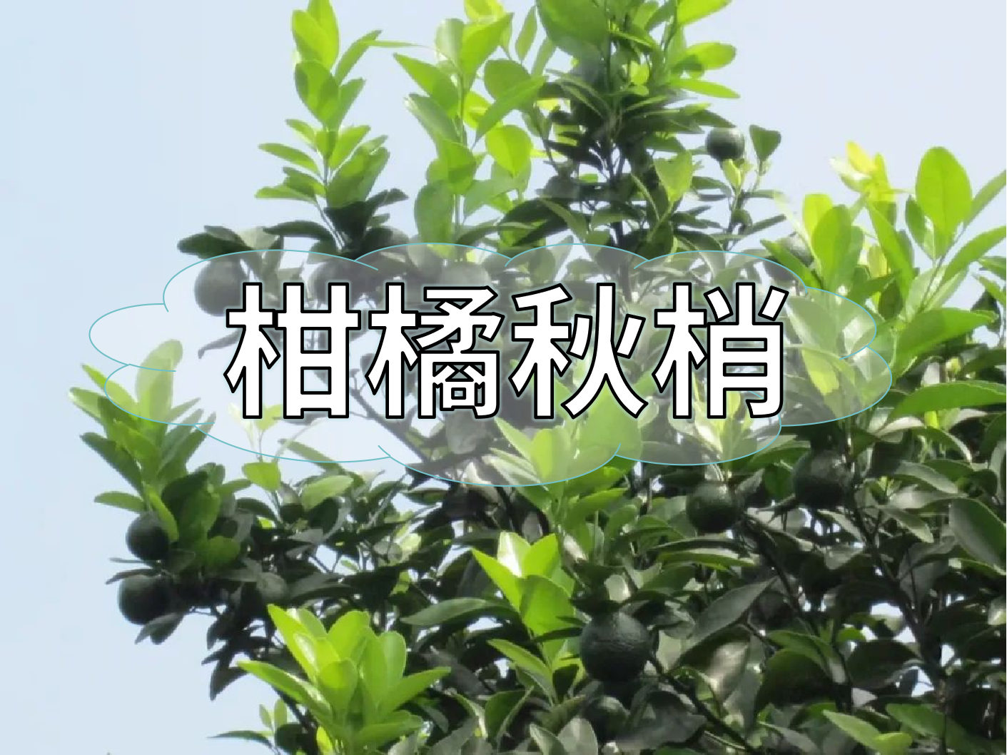 <i style='color:red'>柑橘秋梢</i>管理痛點，三招培育健壯結(jié)果母枝