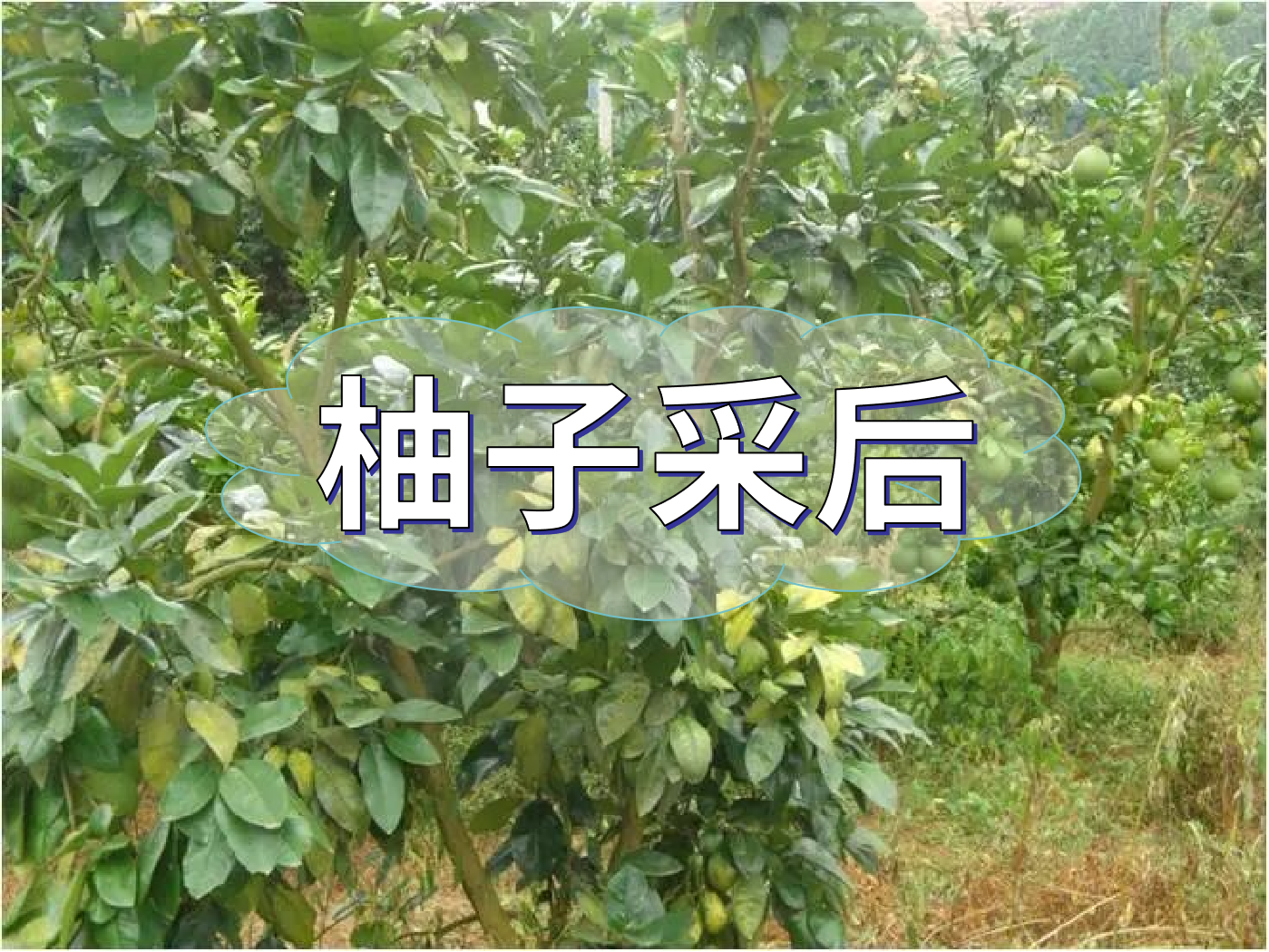 柚子采后這么管，來年不減產(chǎn)