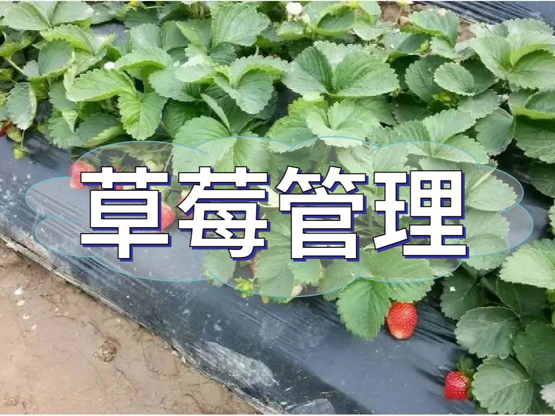 這樣做讓你的草莓品質(zhì)好，產(chǎn)量高！
