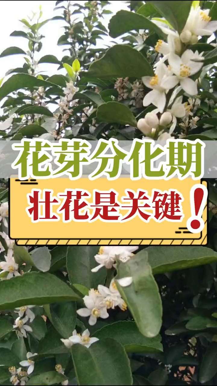 花芽分化期，壯花是關(guān)鍵！
