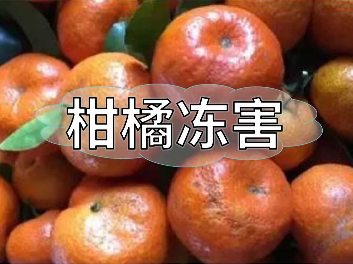 柑橘凍害難恢復(fù)，防凍提前做更重要