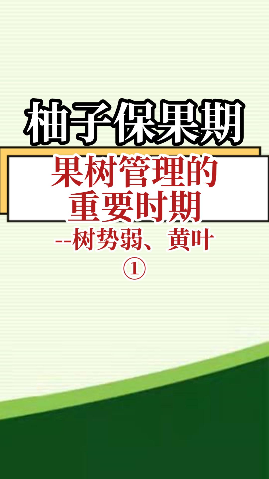柚子保果期果樹(shù)管理重要時(shí)期--樹(shù)勢(shì)弱 黃葉1
