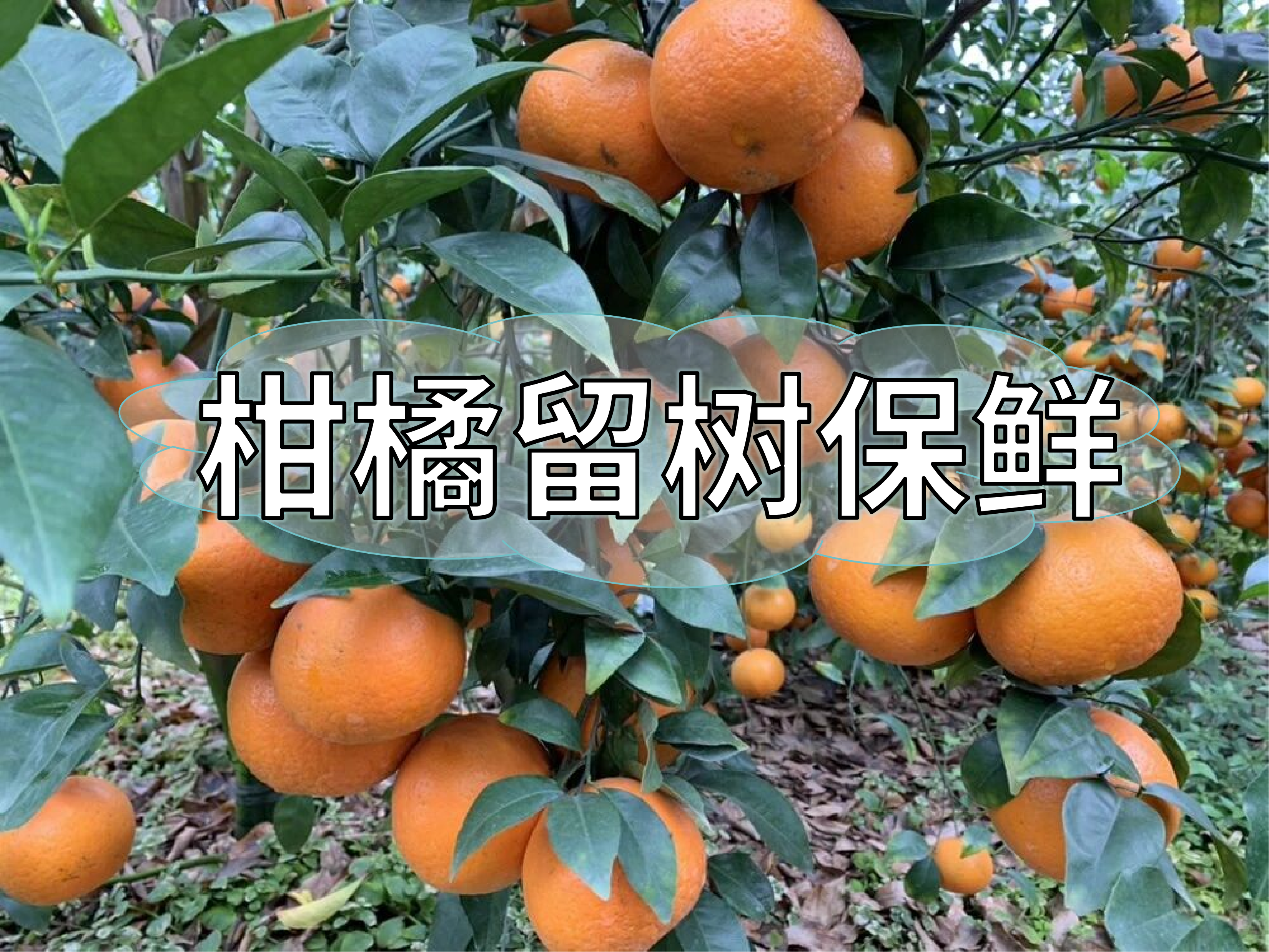 未采摘柑橘不掉果不爛果方法