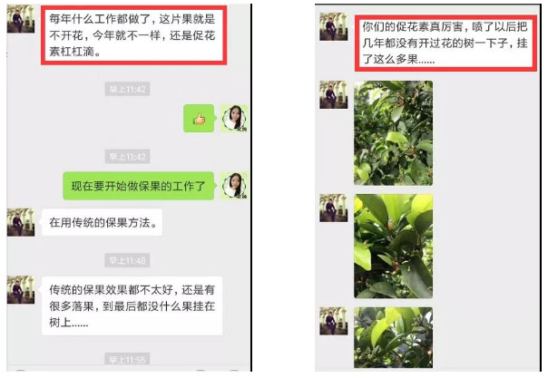 秋梢期，柑橘果農(nóng)都在做這件事……
