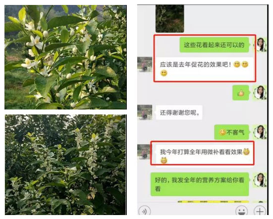 秋梢期，柑橘果農(nóng)都在做這件事……