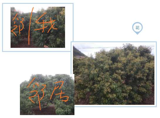 荔枝園連年高產(chǎn)，秘訣在這里