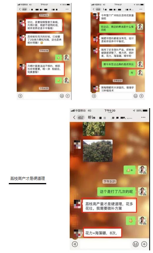 荔枝園連年高產(chǎn)，秘訣在這里