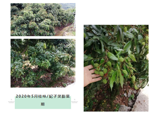 荔枝園連年高產(chǎn)，秘訣在這里