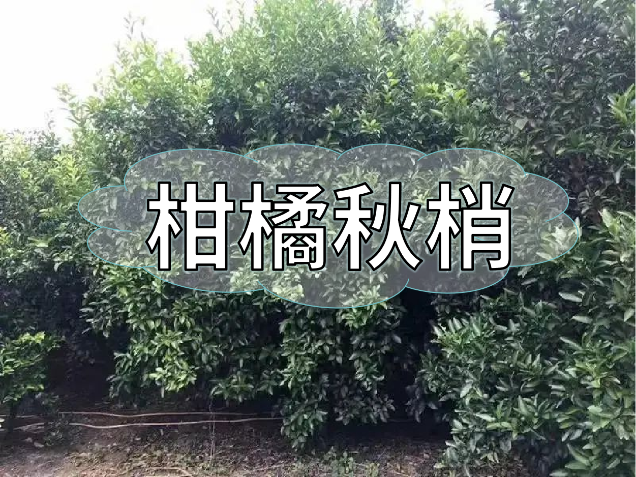 <i style='color:red'>柑橘秋梢</i>老熟期，抓好重點穩(wěn)今年，保明年